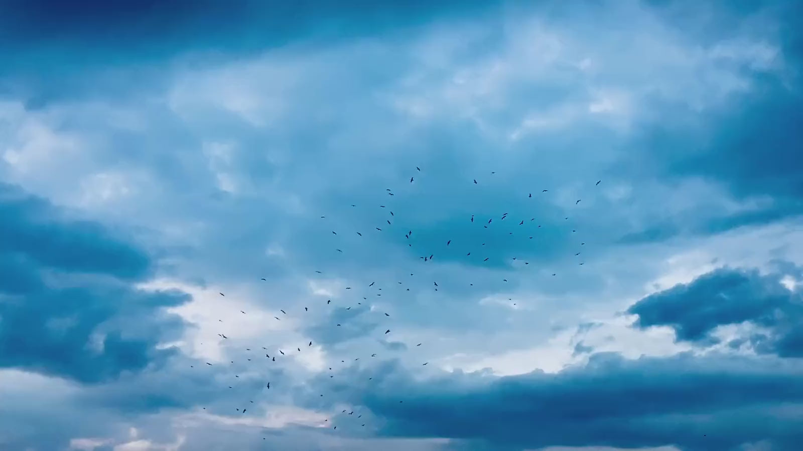Flock of birds against a stormy sky