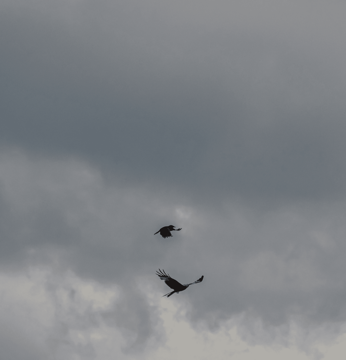 Birds in flight under a grey sky